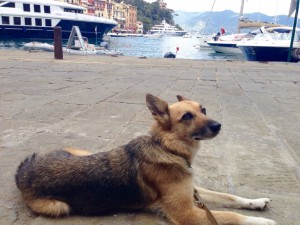 Dogsitter petsitter milano