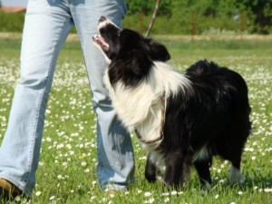 72509432_2-ADDESTRAMENTO-CANI-EDUCAZIONE-CINOFILA-Forli