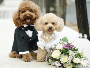 Wedding dog sitter